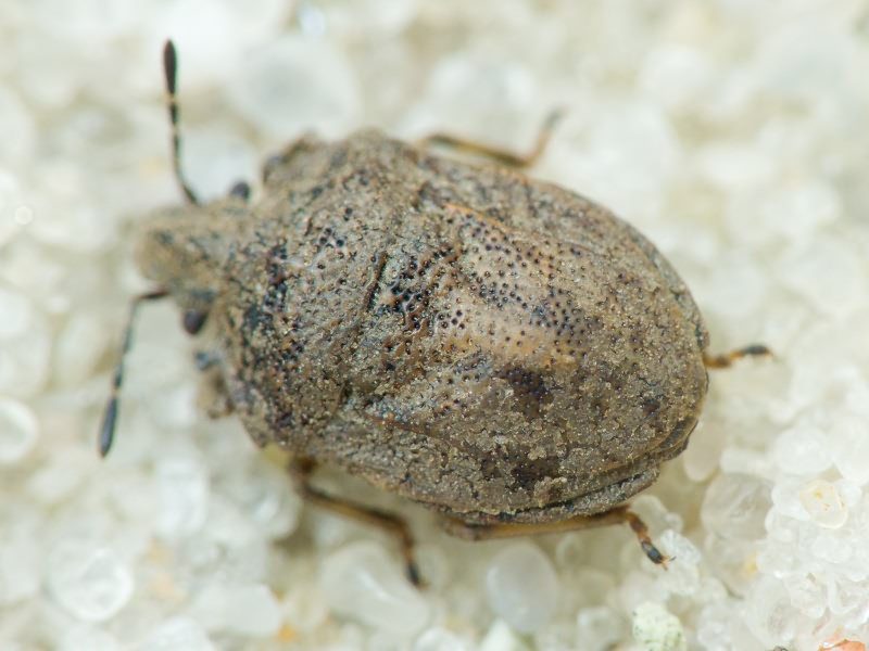 Podops (Podops) inunctus (Fabricius, 1775)